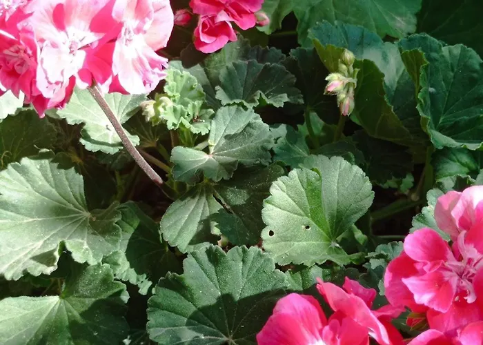 Tasos Seagull * Chania (Crete)