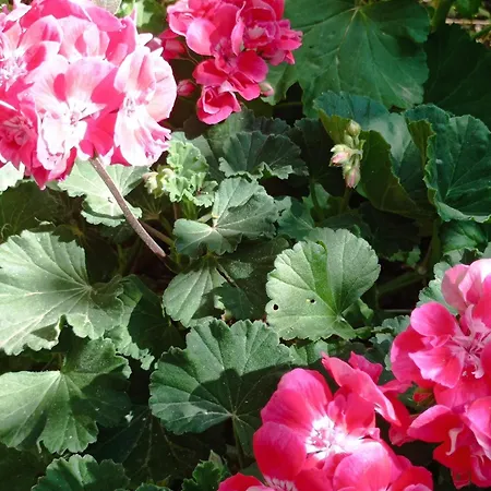 Tasos Seagull * Hriszí Aktí Haniá