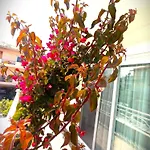 Tasos Seagull Apartament *