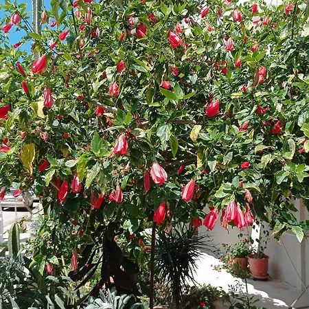 Lägenhet Tasos Seagull Chania (Crete)