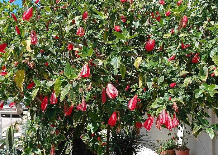 Lägenhet Tasos Seagull Chania (Crete)